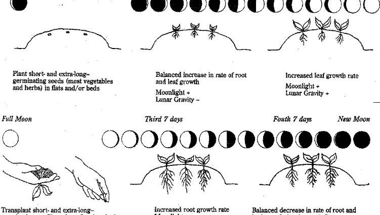 Planting eggplant seedlings according to the lunar calendar