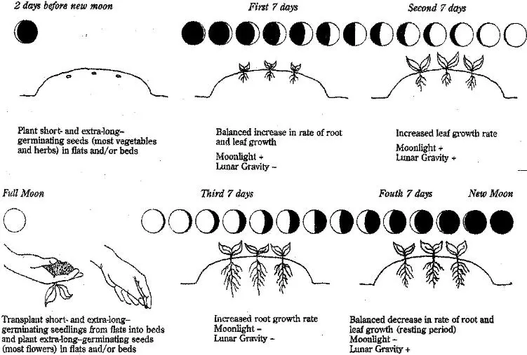 Planting eggplant seedlings according to the lunar calendar