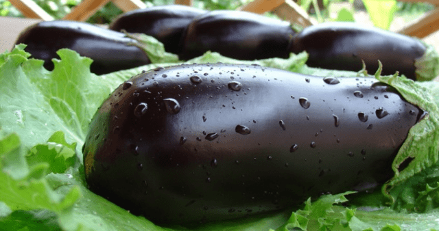 Planting eggplant seedlings in open ground