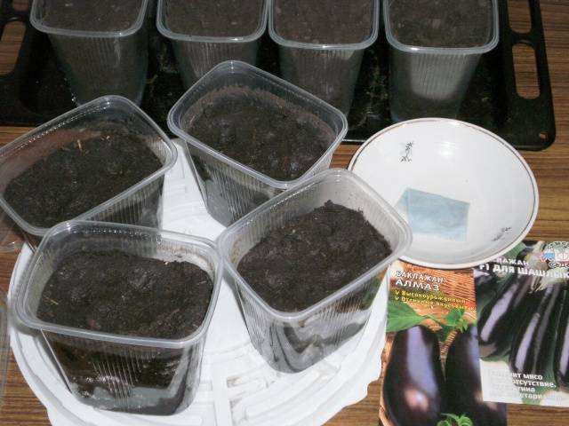 Planting eggplant seedlings in open ground