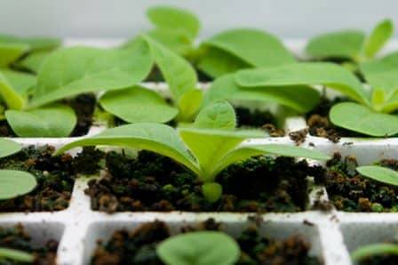 Planting eggplant seedlings in open ground