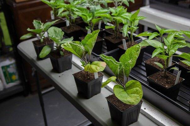 Planting eggplant seedlings in open ground