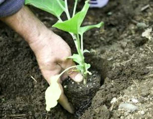 Planting eggplant seedlings in open ground