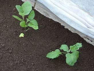 Planting eggplant seedlings in open ground