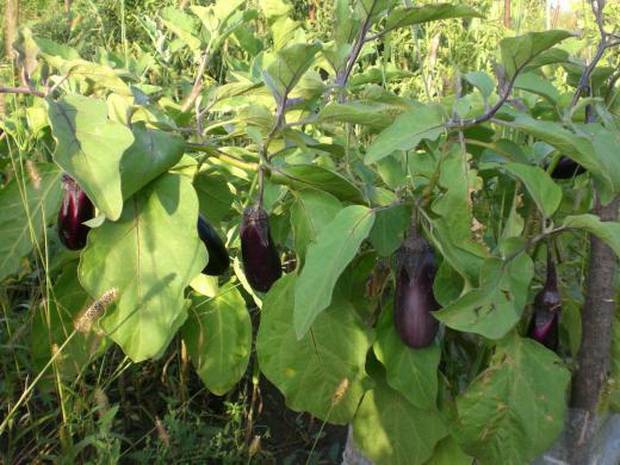 Planting eggplant seedlings in open ground