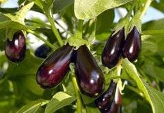 Planting eggplant seedlings in open ground