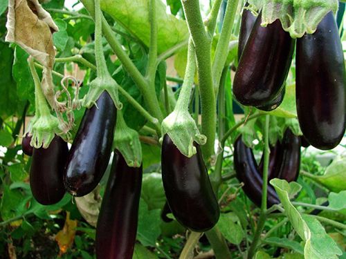 Planting eggplant seedlings in open ground