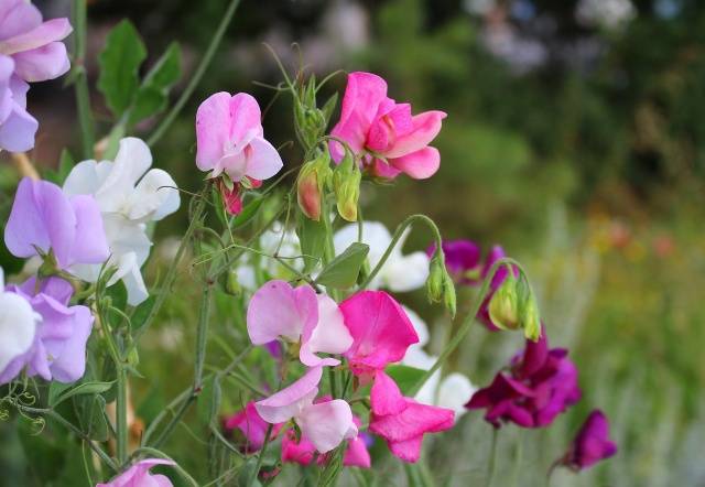 Planting flower seedlings in February