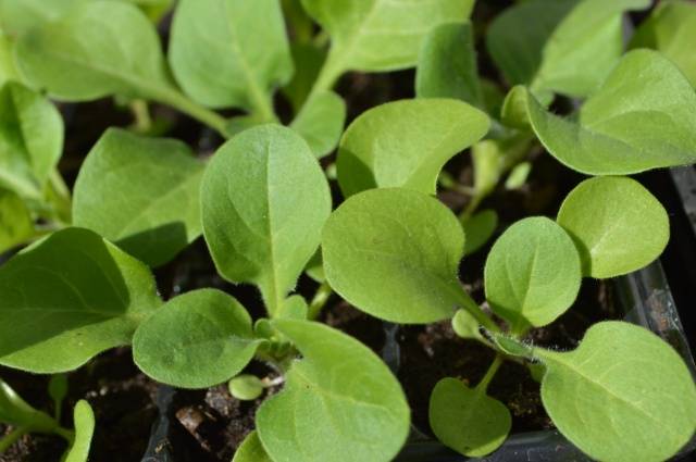 Planting flower seedlings in February