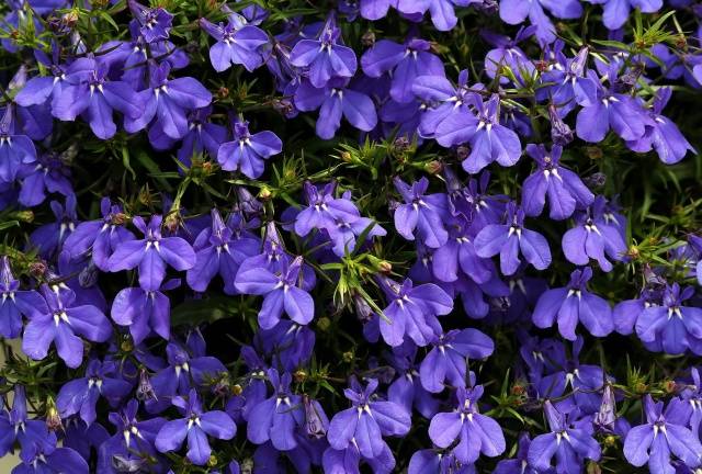 Planting flower seedlings in February