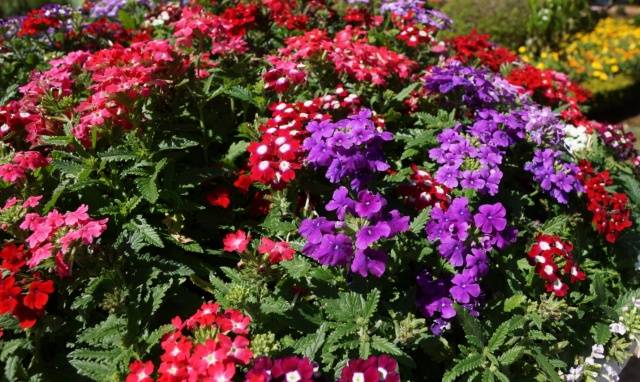 Planting flower seedlings in February