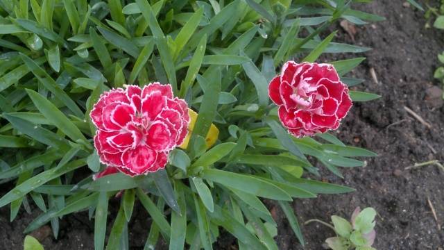 Planting flower seedlings in February