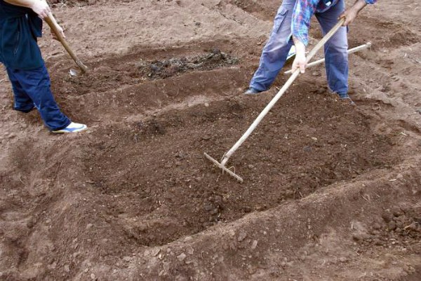 Planting garlic according to the rules, preparation and scheme