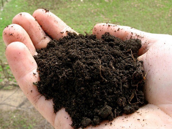 Planting garlic according to the rules, preparation and scheme