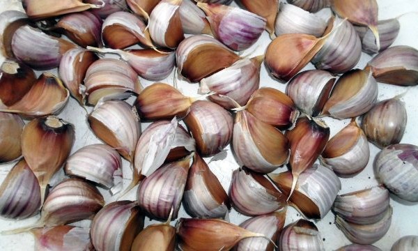 Planting garlic according to the rules, preparation and scheme