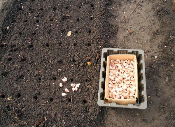 Planting garlic according to the rules, preparation and scheme