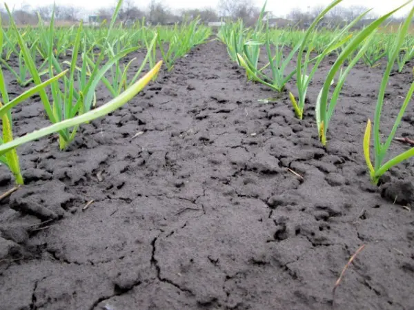 Planting garlic according to the rules, preparation and scheme