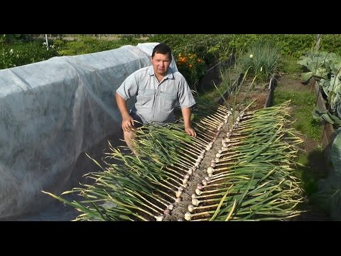 Planting garlic according to the rules, preparation and scheme