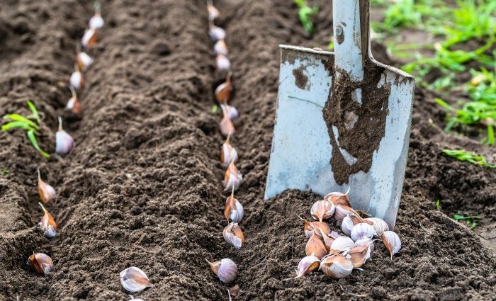 Planting garlic according to the rules, preparation and scheme