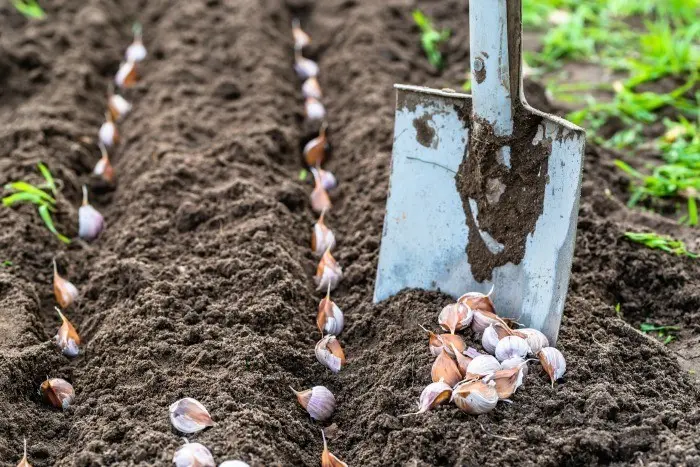 Planting garlic according to the rules, preparation and scheme