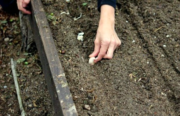 Planting garlic in the fall: from preparation to care