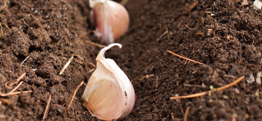 Planting garlic in the fall: from preparation to care