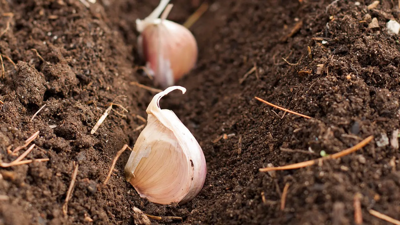 Planting garlic in the fall: from preparation to care