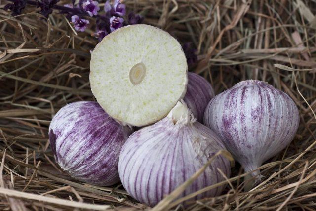 Planting garlic with cloves