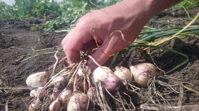 Planting garlic with cloves