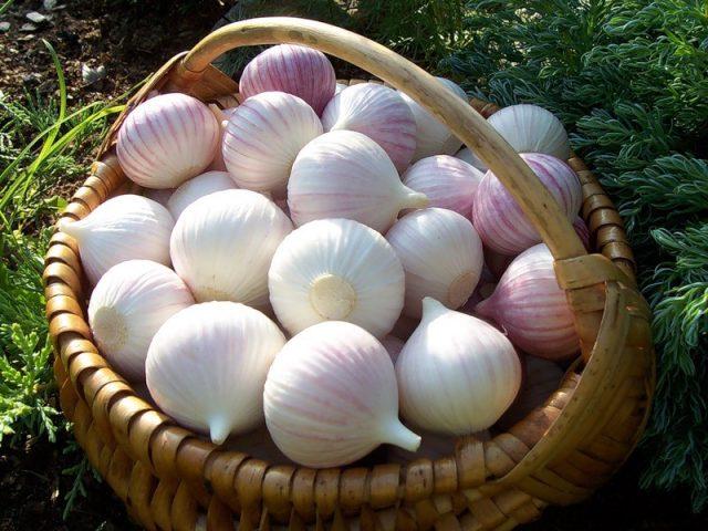 Planting garlic with cloves