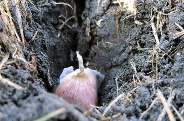 Planting garlic with cloves