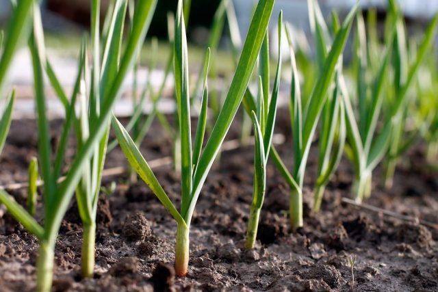 Planting garlic with cloves