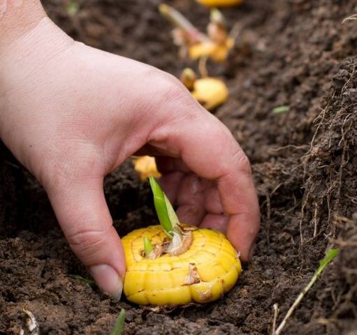 Planting gladioli in the spring in the ground