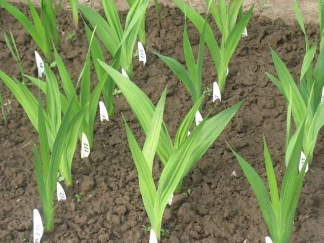 Planting gladioli in the spring in the ground