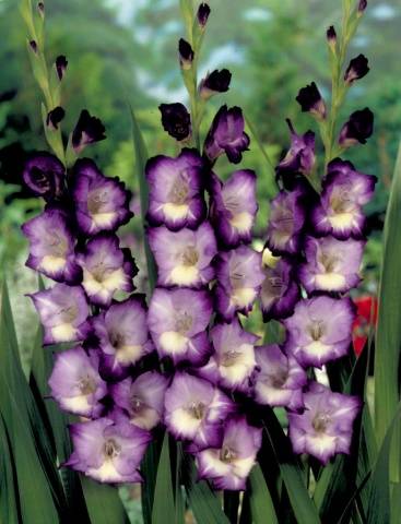 Planting gladioli in the spring in the ground