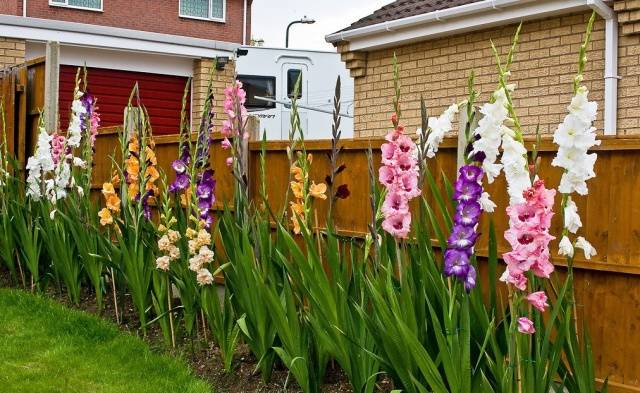 Planting gladioli in the spring in the ground