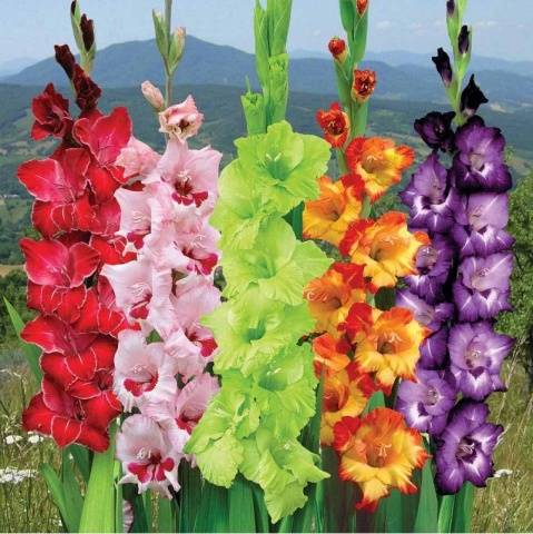 Planting gladioli in the spring in the ground