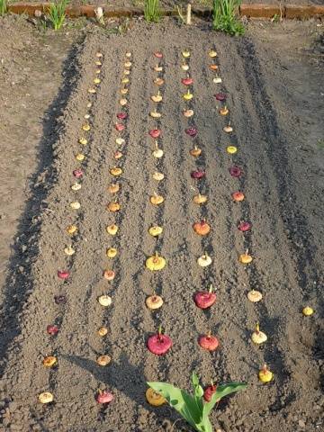 Planting gladioli in the spring in the ground