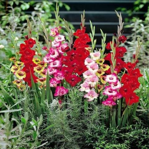 Planting gladioli in the spring in the ground