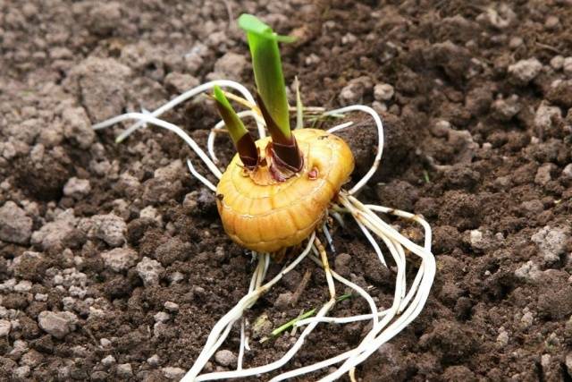 Planting gladioli in the spring in the ground