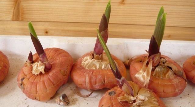 Planting gladioli in the spring in the ground