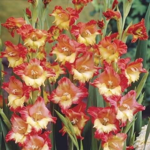 Planting gladioli in the Urals in spring 