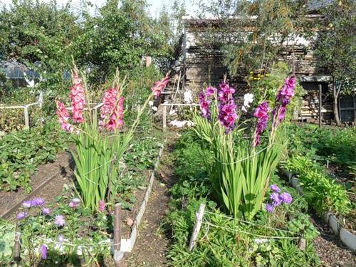 Planting gladioli in the Urals in spring 