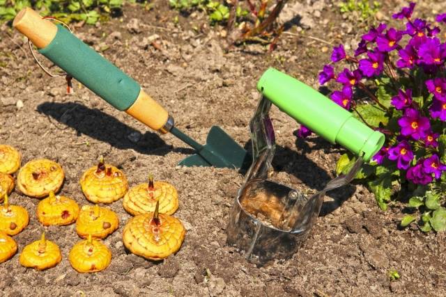 Planting gladioli in the Urals in spring 