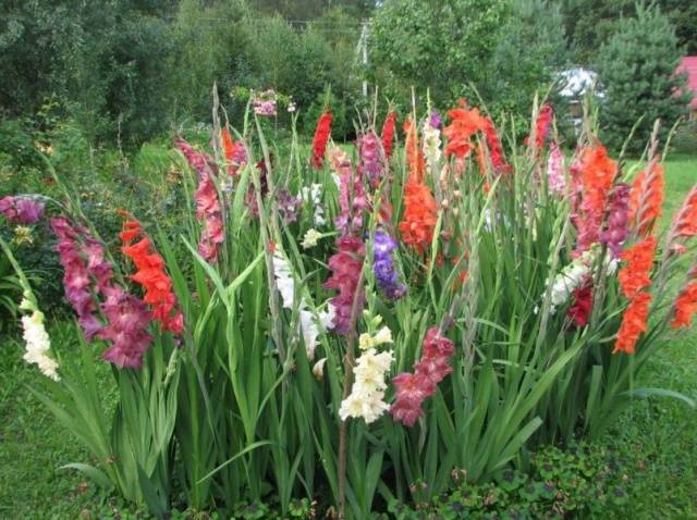 Planting gladioli in the Urals in spring 