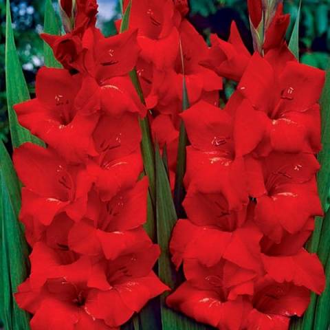 Planting gladioli in the Urals in spring 