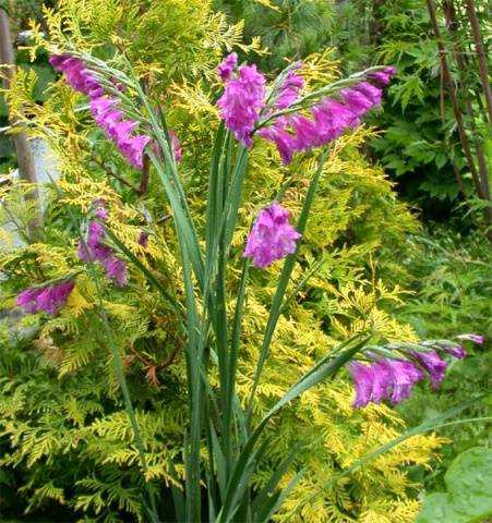 Planting gladioli in the Urals in spring 