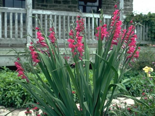 Planting gladioli in the Urals in spring 