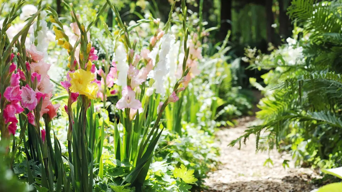 Planting gladioli in the Urals in spring 