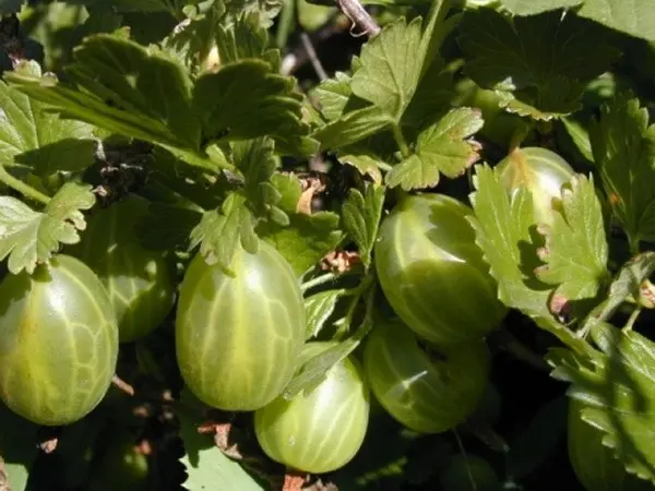 Planting gooseberries in the fall: pruning, care and preparation for winter